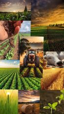 Agriculture et elevage